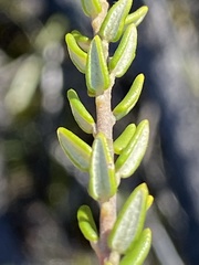 Phylica parviflora