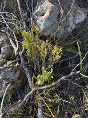 Phylica parviflora