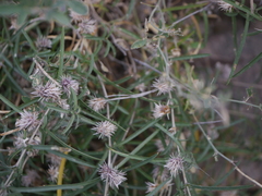 Lepidagathis trinervis