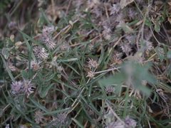 Lepidagathis trinervis