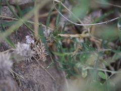 Lepidagathis trinervis