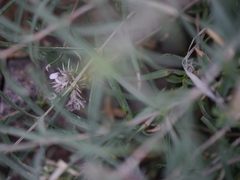 Lepidagathis trinervis