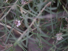 Lepidagathis trinervis