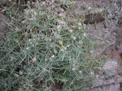 Lepidagathis trinervis