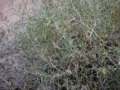 Lepidagathis trinervis