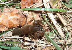 Lacunicambarus diogenes