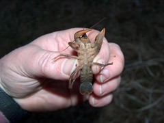 Lacunicambarus diogenes