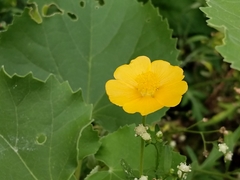 Abutilon indicum