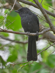 Melaenornis edolioides