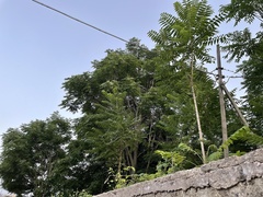 Ailanthus altissima