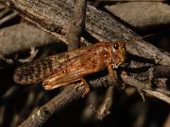 Locustana pardalina