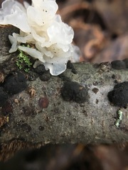 Annulohypoxylon archeri