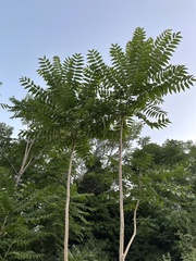 Ailanthus altissima