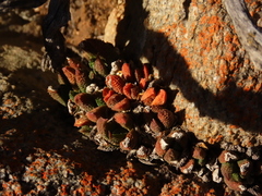 Haworthiopsis scabra