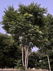 Ailanthus altissima