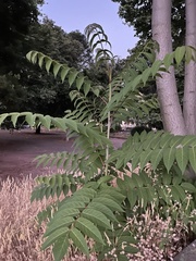Ailanthus altissima