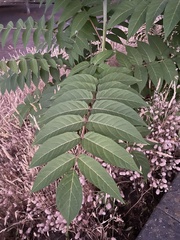 Ailanthus altissima