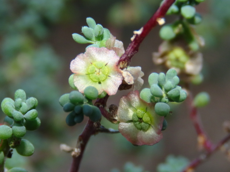 Maireana brevifolia