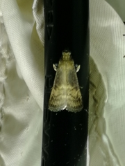 Euzophera fuliginosella