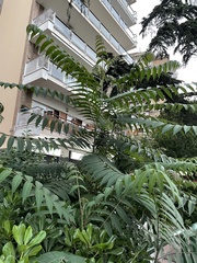 Ailanthus altissima