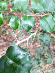 Dovyalis rhamnoides
