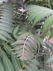 Ailanthus altissima
