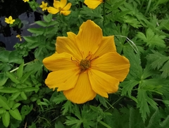 Trollius riederianus