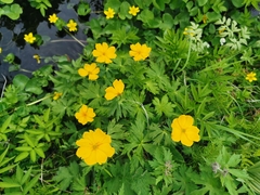 Trollius riederianus
