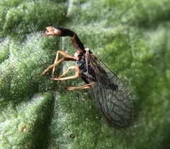 Xanthostigma