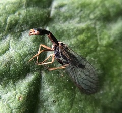 Xanthostigma