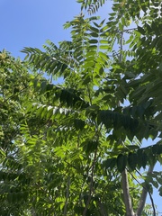 Ailanthus altissima
