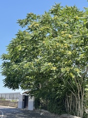 Ailanthus altissima