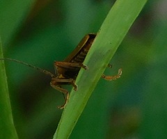 Cantharis livida