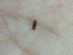 Pediculus humanus