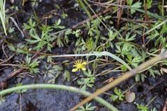 Ranunculus glabrifolius
