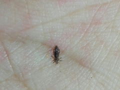 Pediculus humanus