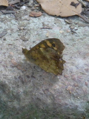 Pararge aegeria