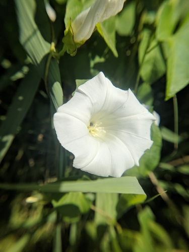 Divlji ladolež (Calystegia sepium)
