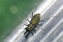 Cylindera germanica