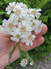 Achillea biserrata