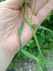 Achillea biserrata