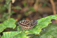 Lexias canescens