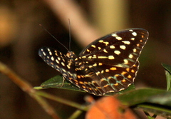 Lexias canescens