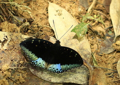 Lexias dirtea merguia