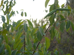 Cryptostegia grandiflora