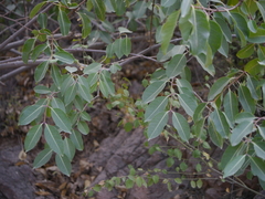 Cryptostegia grandiflora