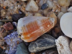 Conus miliaris