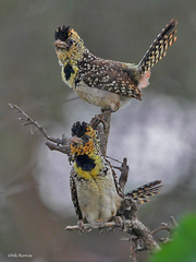 Trachyphonus darnaudii