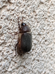 Scarabaeidae