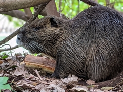 Myocastor coypus